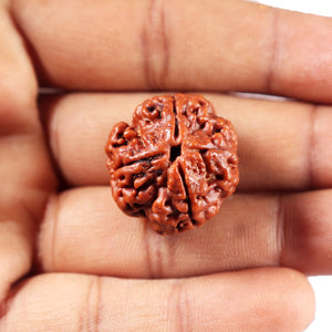 4 Mukhi Rudraksha from Nepal - Bead No. 417