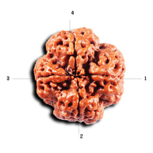 Load image into Gallery viewer, 4 Mukhi Rudraksha from Nepal - Bead No.418
