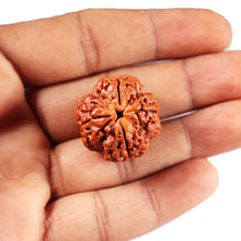 Load image into Gallery viewer, 4 Mukhi Rudraksha from Nepal - Bead No.418
