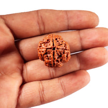 Load image into Gallery viewer, 4 Mukhi Rudraksha from Nepal - Bead No. 419
