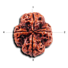 Load image into Gallery viewer, 4 Mukhi Rudraksha from Nepal - Bead No.423
