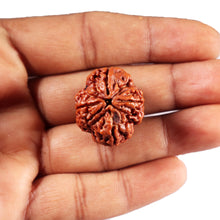 Load image into Gallery viewer, 4 Mukhi Rudraksha from Nepal - Bead No.423
