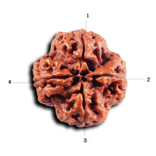 Load image into Gallery viewer, 4 Mukhi Rudraksha from Nepal - Bead No. 424
