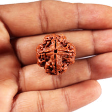 Load image into Gallery viewer, 4 Mukhi Rudraksha from Nepal - Bead No. 424
