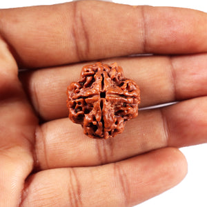 4 Mukhi Rudraksha from Nepal - Bead No. 424