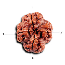 Load image into Gallery viewer, 4 Mukhi Rudraksha from Nepal - Bead No. 425
