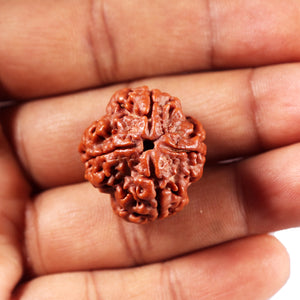 4 Mukhi Rudraksha from Nepal - Bead No. 425