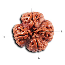 Load image into Gallery viewer, 4 Mukhi Rudraksha from Nepal - Bead No. 426
