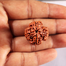 Load image into Gallery viewer, 4 Mukhi Rudraksha from Nepal - Bead No. 426
