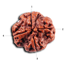 Load image into Gallery viewer, 4 Mukhi Rudraksha from Nepal - Bead No.427
