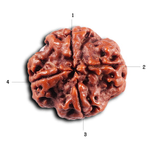 4 Mukhi Rudraksha from Nepal - Bead No.427