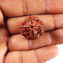 Load image into Gallery viewer, 4 Mukhi Rudraksha from Nepal - Bead No.427
