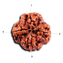 Load image into Gallery viewer, 4 Mukhi Rudraksha from Nepal - Bead No. 428
