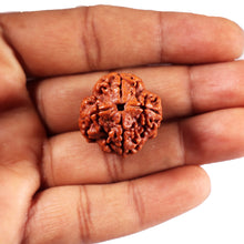 Load image into Gallery viewer, 4 Mukhi Rudraksha from Nepal - Bead No. 428
