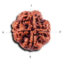 Load image into Gallery viewer, 4 Mukhi Rudraksha from Nepal - Bead No. 429
