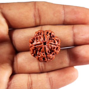 4 Mukhi Rudraksha from Nepal - Bead No. 429