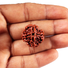 Load image into Gallery viewer, 4 Mukhi Rudraksha from Nepal - Bead No. 430
