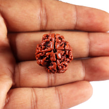 Load image into Gallery viewer, 4 Mukhi Rudraksha from Nepal - Bead No.431
