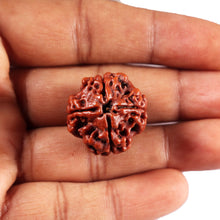 Load image into Gallery viewer, 4 Mukhi Rudraksha from Nepal - Bead No.432
