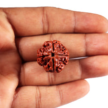 Load image into Gallery viewer, 4 Mukhi Rudraksha from Nepal - Bead No. 434
