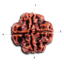 Load image into Gallery viewer, 4 Mukhi Rudraksha from Nepal - Bead No. 435
