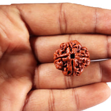 Load image into Gallery viewer, 4 Mukhi Rudraksha from Nepal - Bead No. 435
