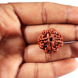 4 Mukhi Rudraksha from Nepal - Bead No. 435