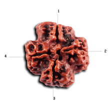 Load image into Gallery viewer, 4 Mukhi Rudraksha from Nepal - Bead No. 436
