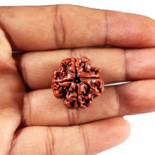 Load image into Gallery viewer, 4 Mukhi Rudraksha from Nepal - Bead No. 437
