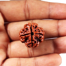 Load image into Gallery viewer, 4 Mukhi Rudraksha from Nepal - Bead No. 438
