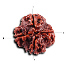 Load image into Gallery viewer, 4 Mukhi Rudraksha from Nepal - Bead No. 440
