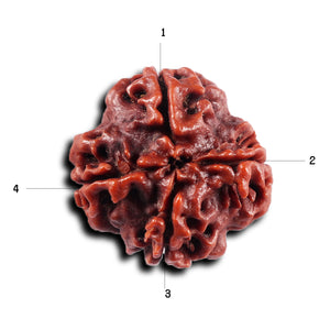 4 Mukhi Rudraksha from Nepal - Bead No. 440