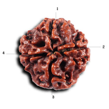 Load image into Gallery viewer, 4 Mukhi Rudraksha from Nepal - Bead No.441
