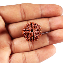 Load image into Gallery viewer, 4 Mukhi Rudraksha from Nepal - Bead No.441
