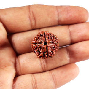 4 Mukhi Rudraksha from Nepal - Bead No.441