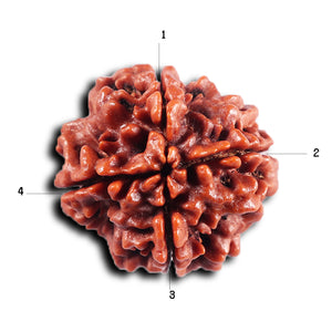 4 Mukhi Rudraksha from Nepal - Bead No. 442