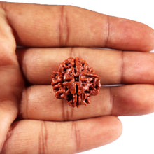 Load image into Gallery viewer, 4 Mukhi Rudraksha from Nepal - Bead No. 442
