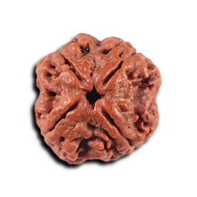 Load image into Gallery viewer, 4 Mukhi Rudraksha from Nepal - Bead No. 354
