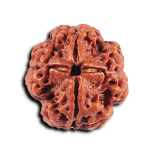 Load image into Gallery viewer, 4 Mukhi Rudraksha from Nepal - Bead No. 356
