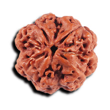 Load image into Gallery viewer, 4 Mukhi Rudraksha from Nepal - Bead No. 357
