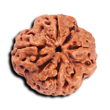 Load image into Gallery viewer, 4 Mukhi Rudraksha from Nepal - Bead No. 358
