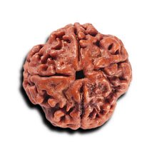 Load image into Gallery viewer, 4 Mukhi Rudraksha from Nepal - Bead No. 359
