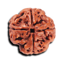 Load image into Gallery viewer, 4 Mukhi Rudraksha from Nepal - Bead No. 360
