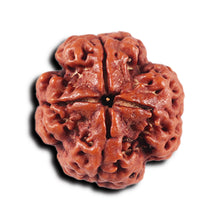 Load image into Gallery viewer, 4 Mukhi Rudraksha from Nepal - Bead No. 361
