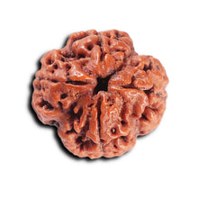 Load image into Gallery viewer, 4 Mukhi Rudraksha from Nepal - Bead No.362
