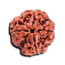 Load image into Gallery viewer, 4 Mukhi Rudraksha from Nepal - Bead No.363
