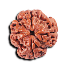 Load image into Gallery viewer, 4 Mukhi Rudraksha from Nepal - Bead No. 364
