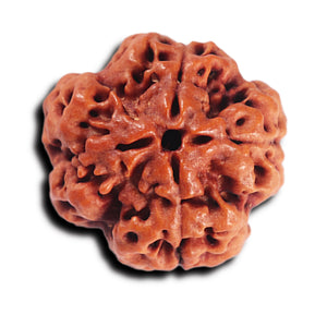 4 Mukhi Rudraksha from Nepal - Bead No. 367