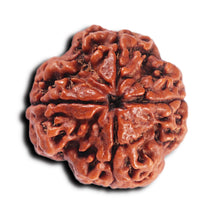 Load image into Gallery viewer, 4 Mukhi Rudraksha from Nepal - Bead No. 370
