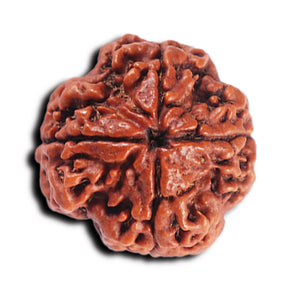 4 Mukhi Rudraksha from Nepal - Bead No. 370